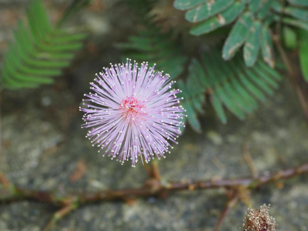 فندق Ella Nine Arch Spice Garden المظهر الخارجي الصورة
